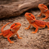 Three vibrant orange bearded dragons on sandy substrate in a reptile enclosure.