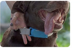 ReddiPet No Bark Collar Large - Amazing Amazon