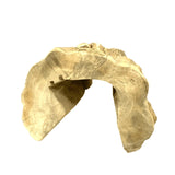 Reptile Hide Hollow Wood Small - Amazing Amazon