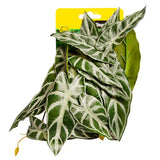 Reptile One Plant Medium Alocasia Green With Ceramic Base - Amazing Amazon