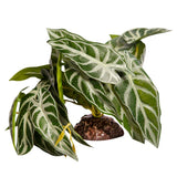 Reptile One Plant Medium Alocasia Green With Ceramic Base - Amazing Amazon