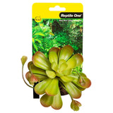 Reptile One Plant Mini Aeonium Green With Ceramic Base - Amazing Amazon