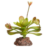Reptile One Plant Mini Aeonium Green With Ceramic Base - Amazing Amazon