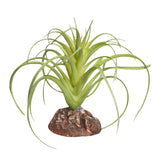 Reptile One Plant Mini Exserta Green With Ceramic Base - Amazing Amazon