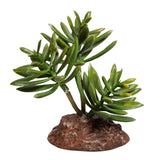 Reptile One Plant Mini Senecio Green With Ceramic Base - Amazing Amazon
