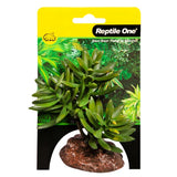 Reptile One Plant Mini Senecio Green With Ceramic Base - Amazing Amazon