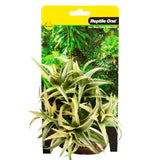 Reptile One Plant Small Flexuosa Palm Green With Ceramic Base - Amazing Amazon