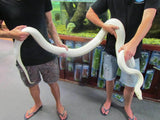 Reptile Supplies Online Reptile Products - Amazing Amazon