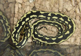 Reptile Supplies Online Reptile Products - Amazing Amazon