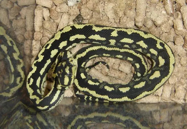 buy reptile supplies online