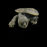 Reptile Supplies Online Reptile Products - Amazing Amazon