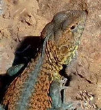 Reptiles For Sale Lizards For Sale Reptiles - Amazing Amazon