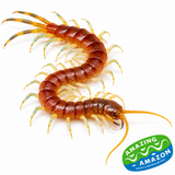 Northern Blue-Legged Centipede Rhysida nuda