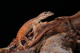 Ridge Tail Monitors - Amazing Amazon