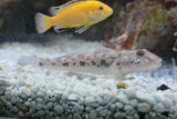 Roman Nose Goby - Amazing Amazon
