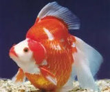 Ryukin - Amazing Amazon