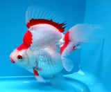 Ryukin - Amazing Amazon