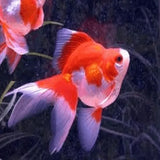 Ryukin - Amazing Amazon