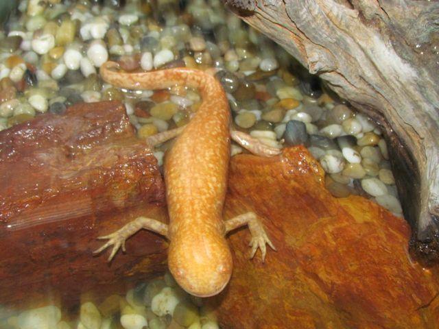 Salamanders ( Morphed Axolotl) - Amazing Amazon