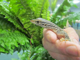 Sand Monitors / Goannas - Amazing Amazon