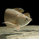 Saratoga - Amazing Amazon