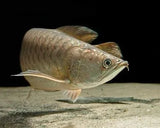 Saratoga - Amazing Amazon