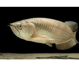 Saratoga - Amazing Amazon