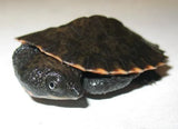 Saw Shelled Turtle - Amazing Amazon