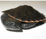 Saw Shelled Turtle - Amazing Amazon