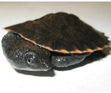 Saw Shelled Turtle - Amazing Amazon