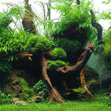 Seaview Greenspike / Amazonia Aquarium Background - Amazing Amazon
