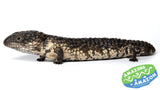 Shingleback Lizard - Amazing Amazon