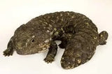 Shingleback Lizard - Amazing Amazon
