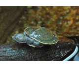 Short Neck Turtle Care - Amazing Amazon