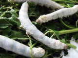 Silkworms (25) - Amazing Amazon