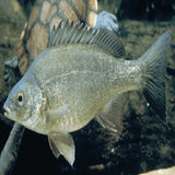 Silver Perch - Amazing Amazon