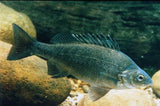 Silver Perch - Amazing Amazon