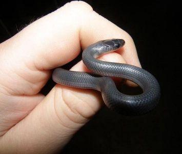Slatey Grey Snakes - Amazing Amazon