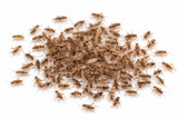 Small live crickets bulk 1000 9 to 12mm reptile feeder insects