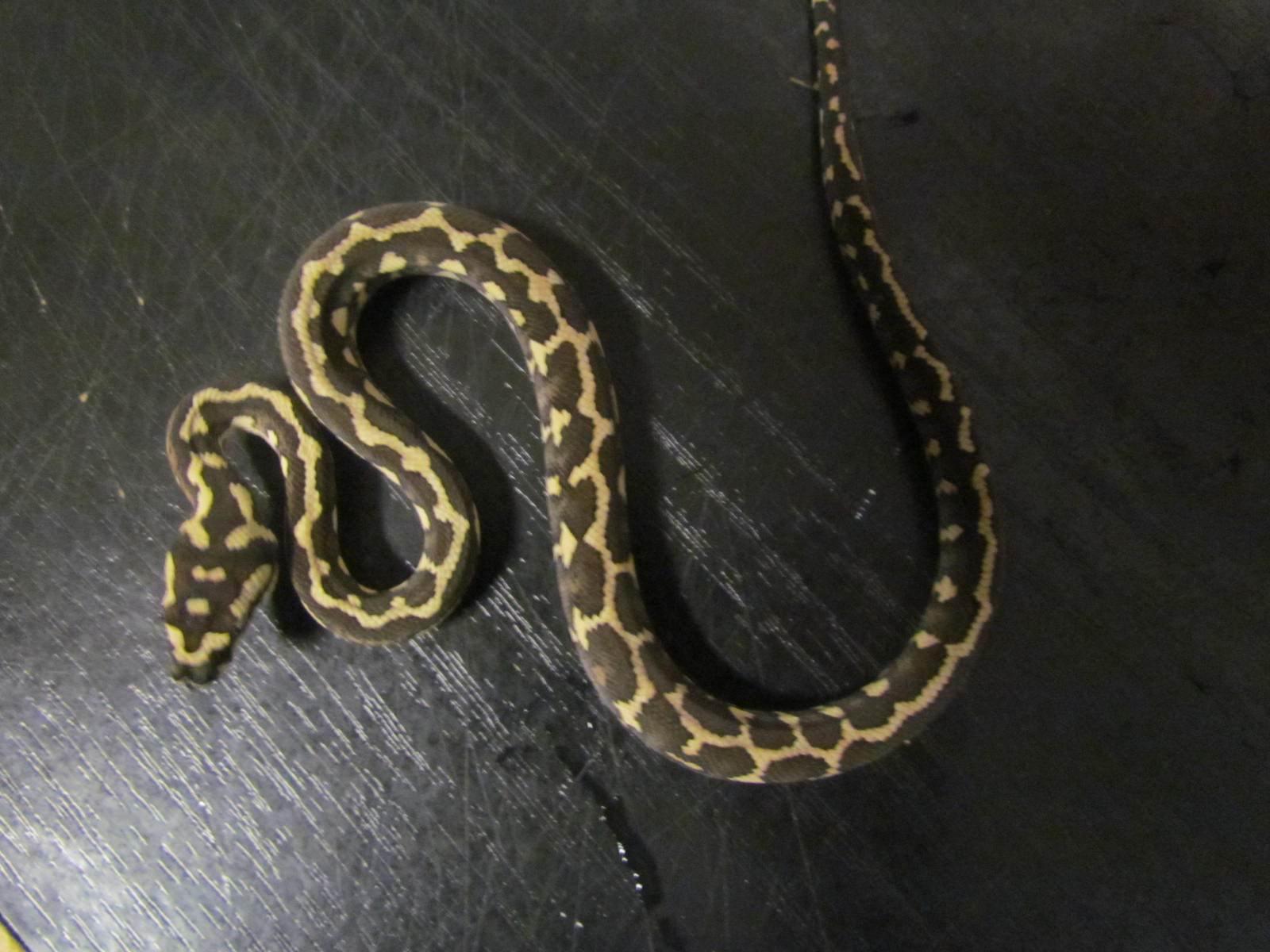 Snake Catcher Snake Removal Melbourne - Amazing Amazon