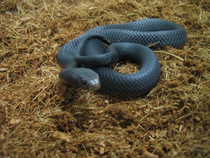 Snake Catcher Snake Removal Melbourne - Amazing Amazon