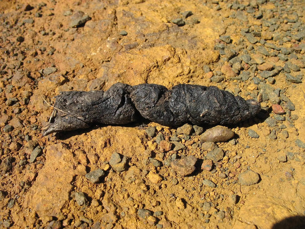Python Poop How Long Does It Take For A Ball Python To Poop