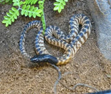 Snakes And Reptiles - Amazing Amazon