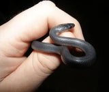 Snakes And Reptiles - Amazing Amazon