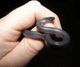 Snakes And Reptiles - Amazing Amazon