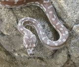 Snakes And Reptiles - Amazing Amazon