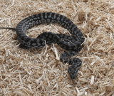 Snakes And Reptiles - Amazing Amazon