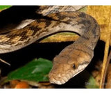 Snakes And Reptiles - Amazing Amazon
