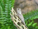 Southern Angle Headed Dragon - Amazing Amazon