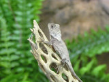 Southern Angle Headed Dragon - Amazing Amazon